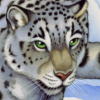 bclk_snowleopard