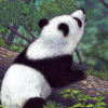 panda_spread6